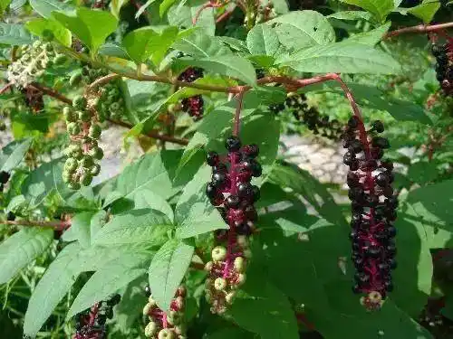 民间中草药见肿消