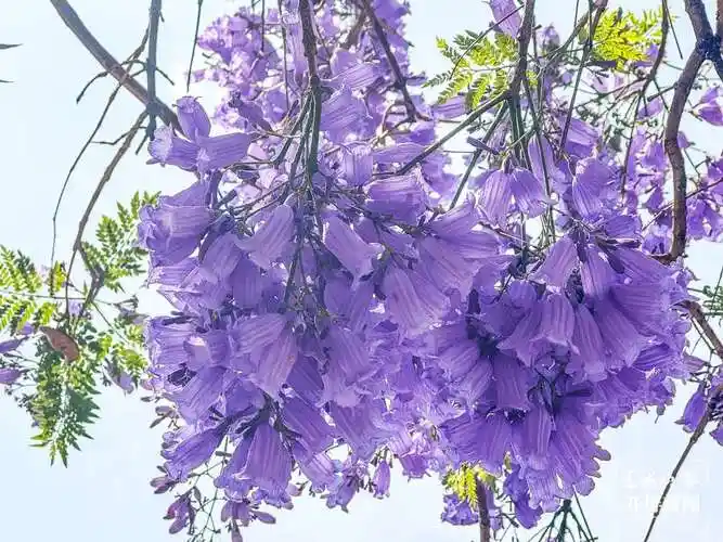 开屏策划|邂逅紫色昆明!蓝花楹赏花宝典,请查收!