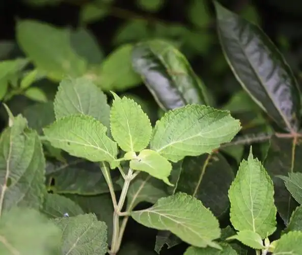 hara)是唇形科,香茶菜属植物.