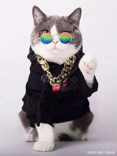 戴眼镜的猫,一种莫名的酷