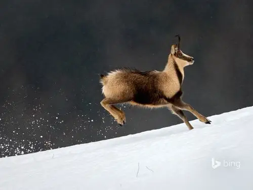 奔跑的羚羊-bing主题壁纸