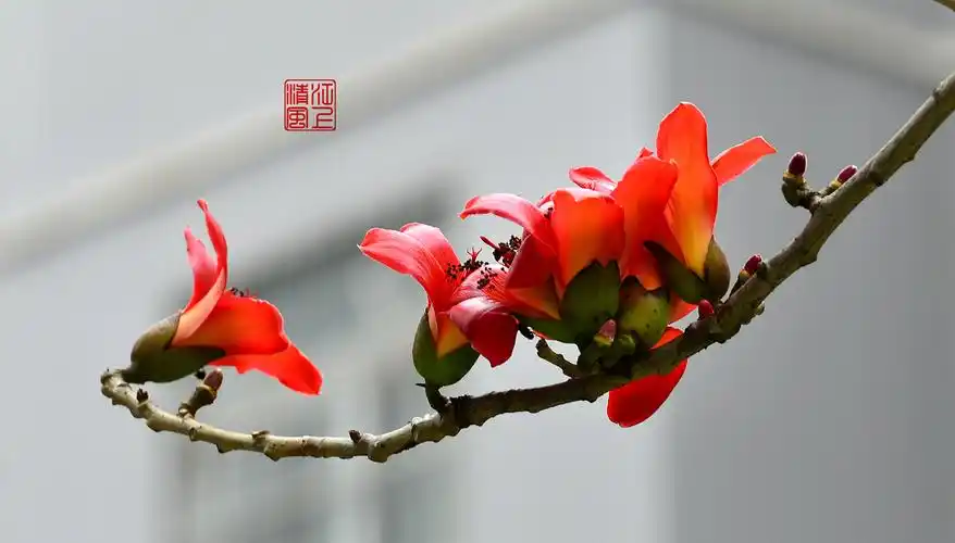 木棉花——英雄礼赞(上)