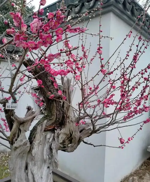 一树梅花天地春!