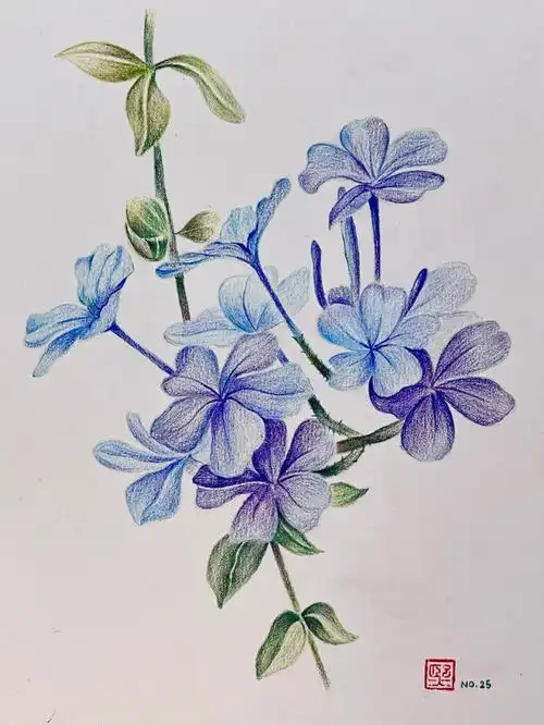 彩铅画蓝花丹附详细步骤图色号