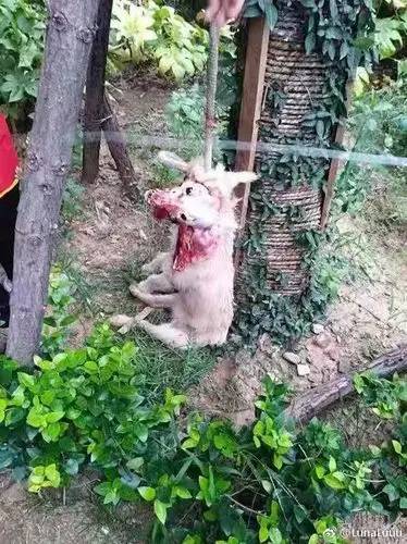 郑州正商地产物业经理活剥流浪狗遭谴责画面血腥网友直呼没人性