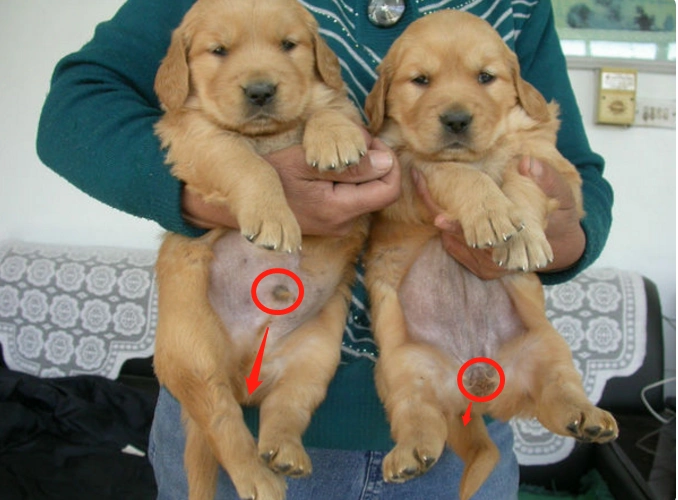 狗的生殖器图狗的生殖器图狗生殖器图