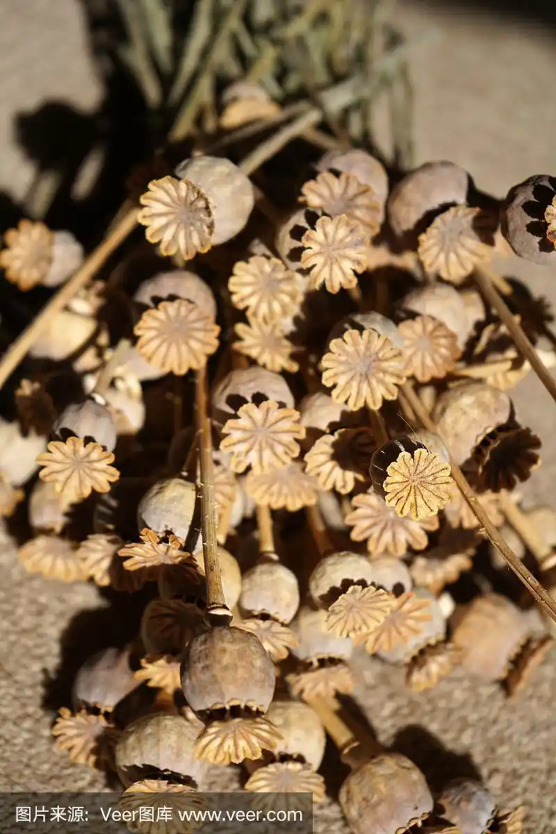 干罂粟籽头