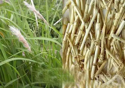 白茅根的功效与作用及食用方法