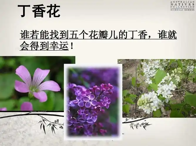 丁香花 谁若能找到五个花瓣儿的丁香,谁就 会得到幸运!