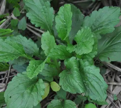 为菊科植物一年蓬 i>erigeron annuus /i> (l.) pers.的全草.