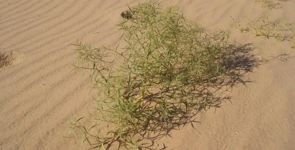 沙蓬(agriophyllum squarrosum)