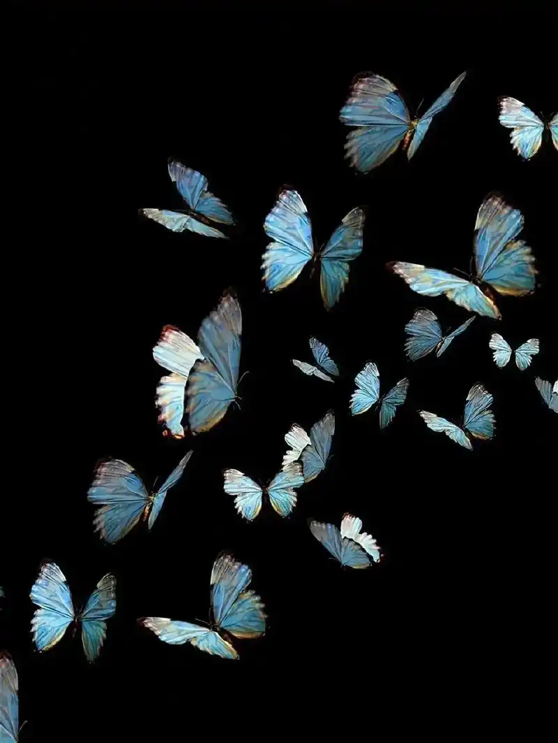 davena梦幻蝴蝶 微信背景#蝴蝶效应加星光 #蝴蝶03 - 抖音