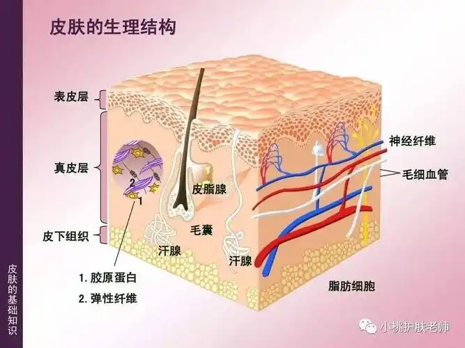 表皮位于皮肤的第一层