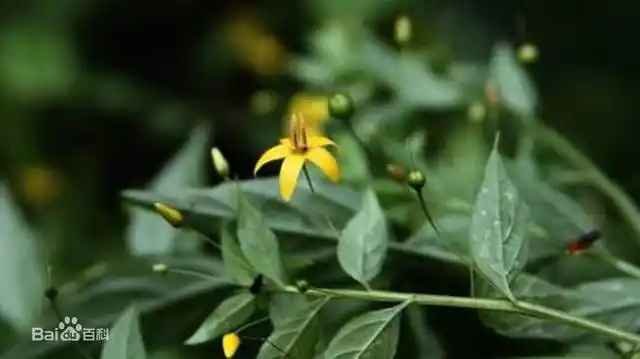 石山细梗香草产于云南东部,贵州,广西和广东北部.