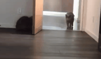 416_242gif 动态图 动图