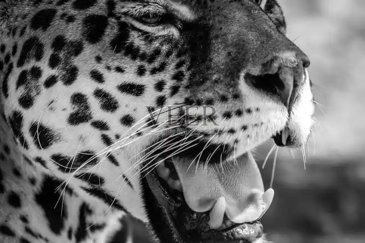 豹肖像黑白相间照片摄影图片