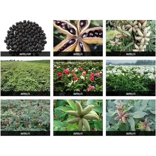 油用牡丹籽牡丹角_供应产品_金硕香牡丹种植专业合作社