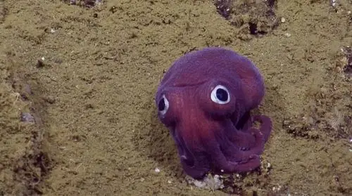 900公尺底下深海发现大眼紫色鱿鱼.(图/翻摄自youtube:evnautilus)