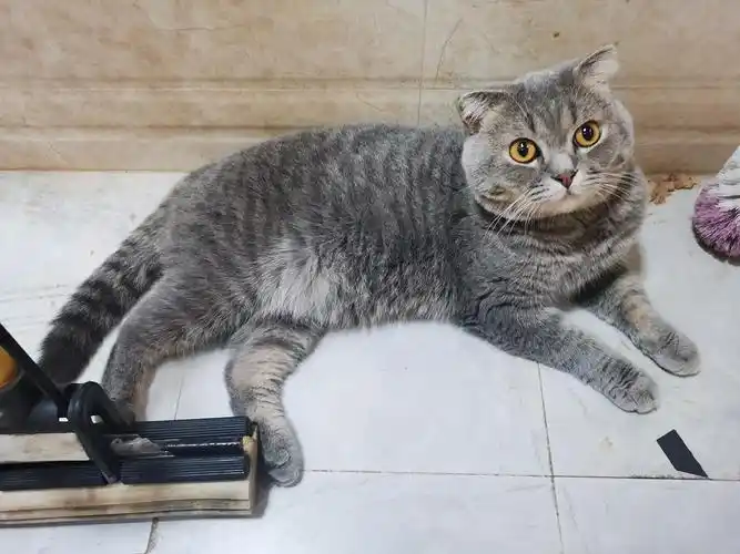 英短和美短串串无偿领养,一岁,可爱的要死,可惜.