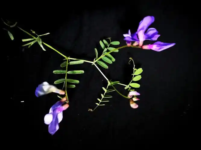 野豌豆(学名:vicia sepium)为豆科野豌豆属的植物.
