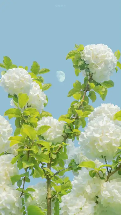 "生活明朗 万物可爱" 壁纸|木绣球|风景壁纸 摄影师:【比芭芭芭卜】