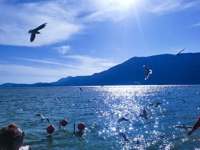 蓝天白云,海鸥展翅飞翔 - 孤独小丑312 - 图虫