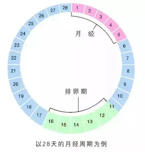 白带属于排卵期吗_分泌量_女性_时候