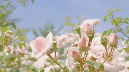 电脑壁纸 花卉 鲜花 粉嫩的月季花