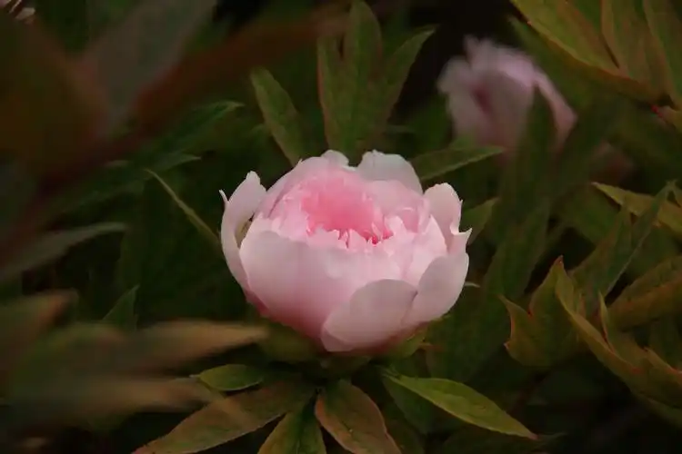 牡丹花·洛阳牡丹甲天下 牡丹花图片集二十四 - 摄影老太