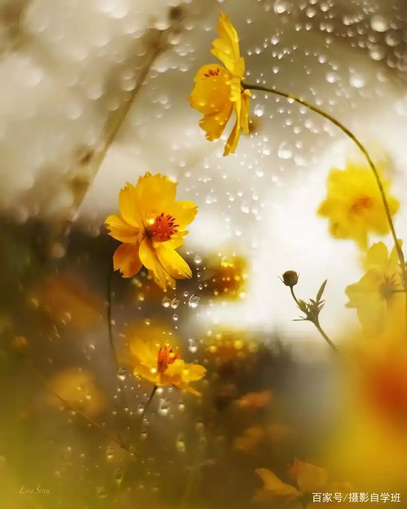 拍花朵照片想好看,这6个摄影技巧用起来,新手也能学得会