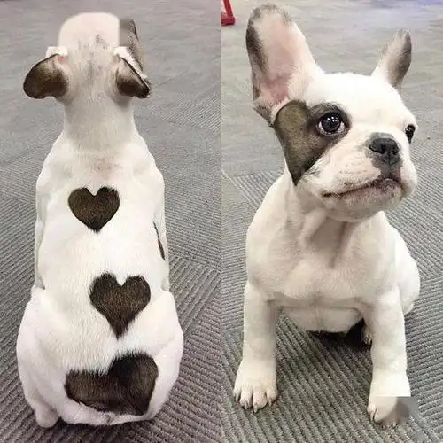 这只狗狗突然火了,因为它有好几颗"心"