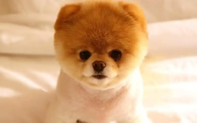 世界十大最萌的宠物狗 最萌的宠物犬盘点 全球十大最萌犬