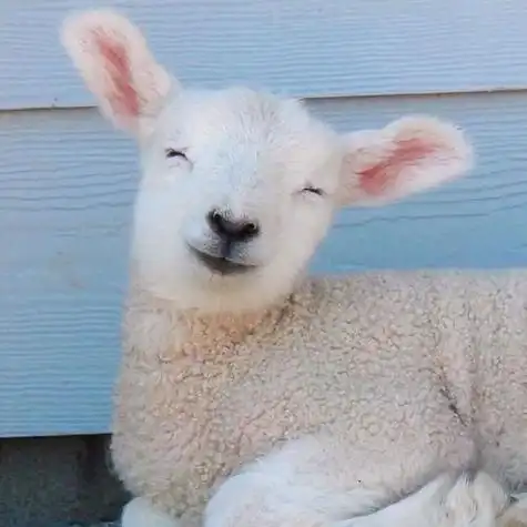 头像治愈系小动物头像