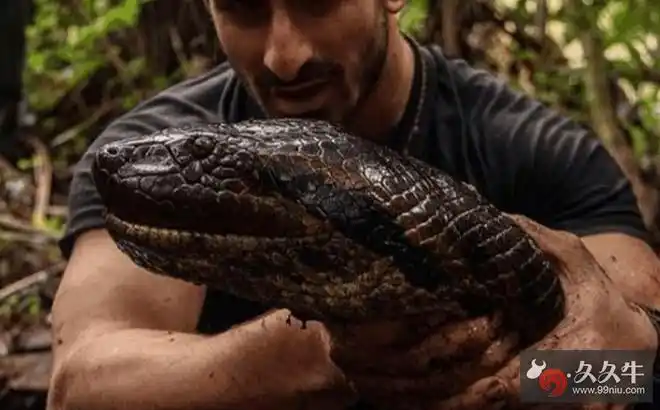 蟒蛇吃人全过程 作死男电视直播蟒蛇生吞活人遭批标题党