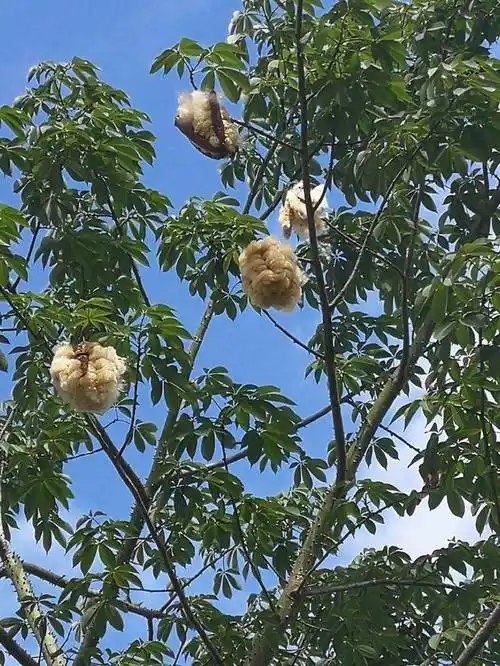 木棉一年四季都是景,花叶果棉精彩纷呈,一起来看棉花糖似的棉铃