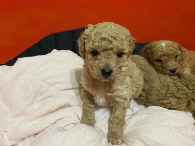 不过泰迪真的好聪明 这么小三只都已经会听口令 坐 等食了!真棒!