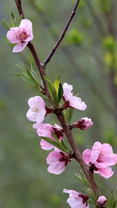 「超清手机壁纸」桃花·桃之夭夭,灼灼其华