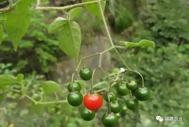 中药材白毛藤抗肿瘤作用胡毛藤干货当年鲜采清热利湿祛风解毒治疟疾