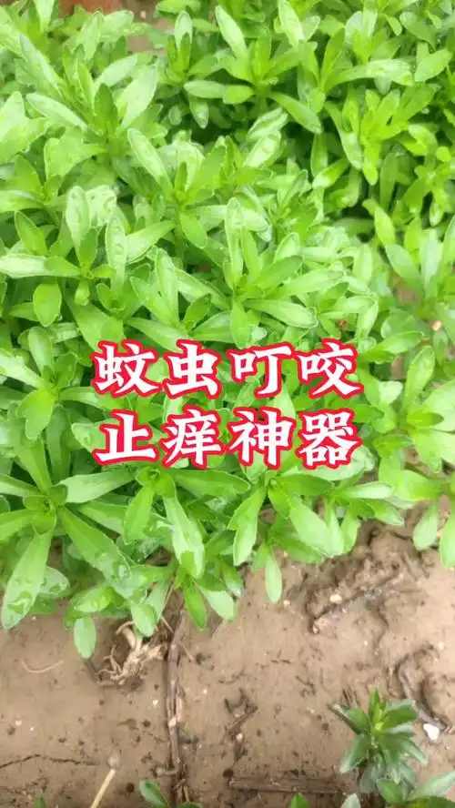 蚊子草,3个作用,深受大家喜爱,30秒了解一下