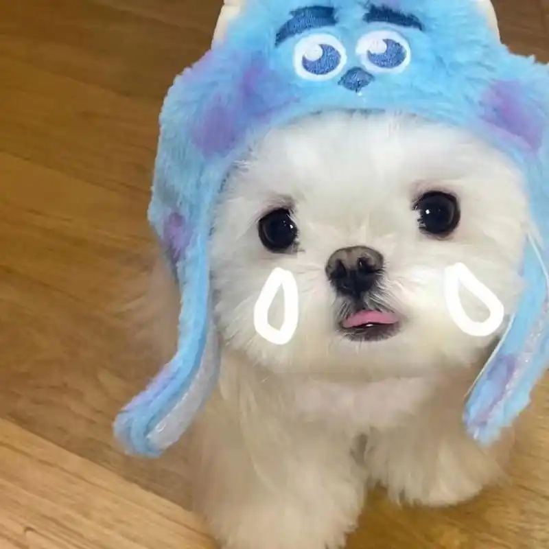 狗狗系列头像～对这种软萌小可爱毫无抵抗力 喜欢小狗狗的姐妹们可以