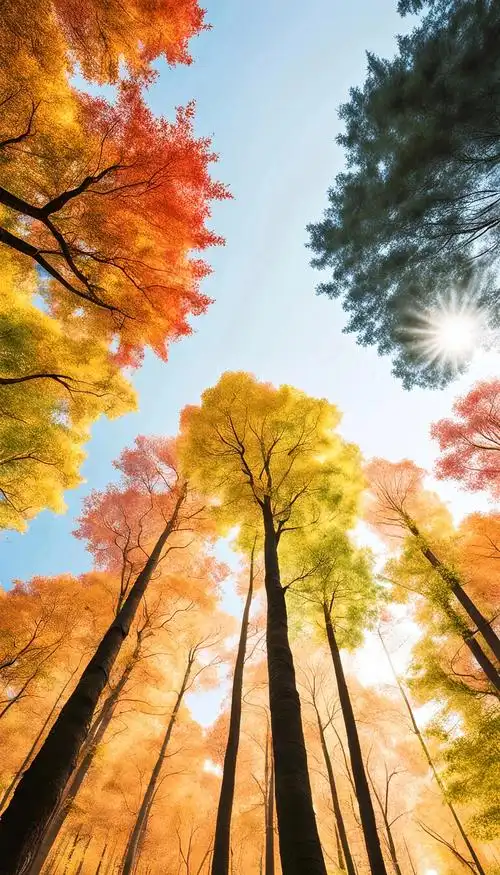 在深秋的画卷中,一片枫树林静静地矗立,火红的枫叶如燃烧的云朵,点