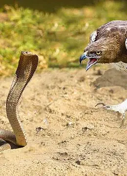 天敌就是天敌,空中霸主老鹰捕蛇小菜一碟,够霸气的!