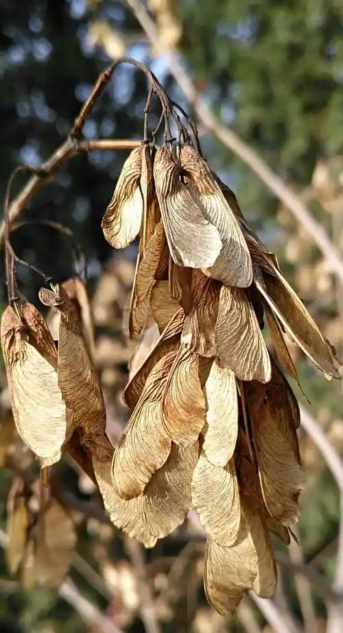 我是大刀片——槐树的果实