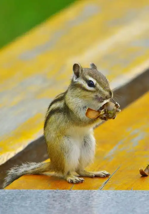 《可爱的小松鼠》
