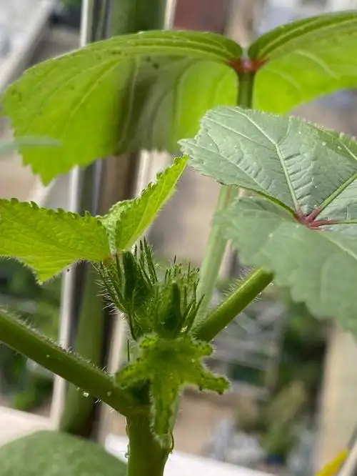 阳台花园  #阳台种菜  #秋葵 #种植