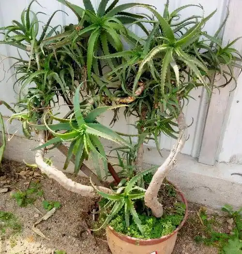 懒人一定要养这5种花(一个月不浇水也死不了,多