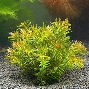 十字牛顿草新人鱼缸入门造景o有茎类真活体中后景水草自养草水下