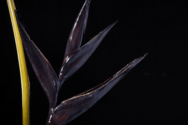 随设定温度变色,你觉得这样的花好玩吗?