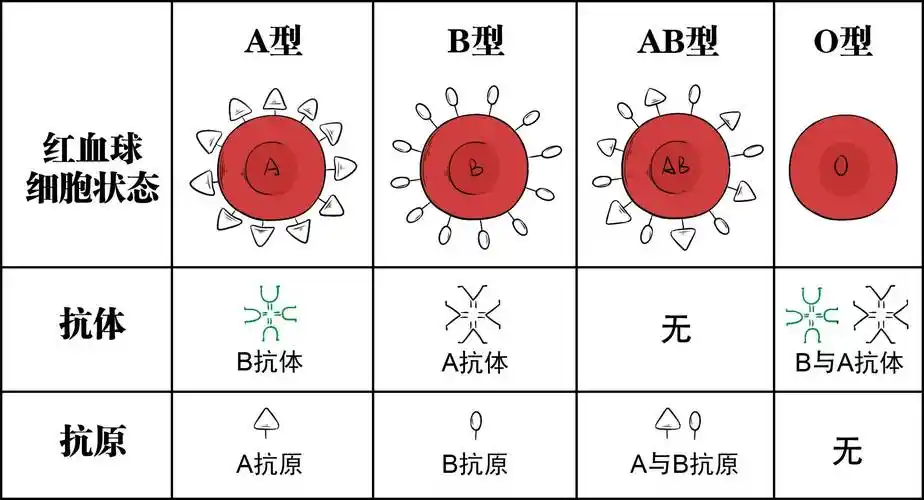 就是ab型血有b抗原,则是b型血有a抗原,就是a型血例如红细胞上而这些