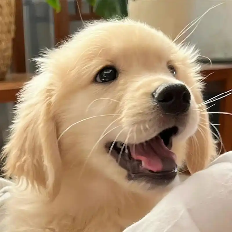 治愈系小金毛